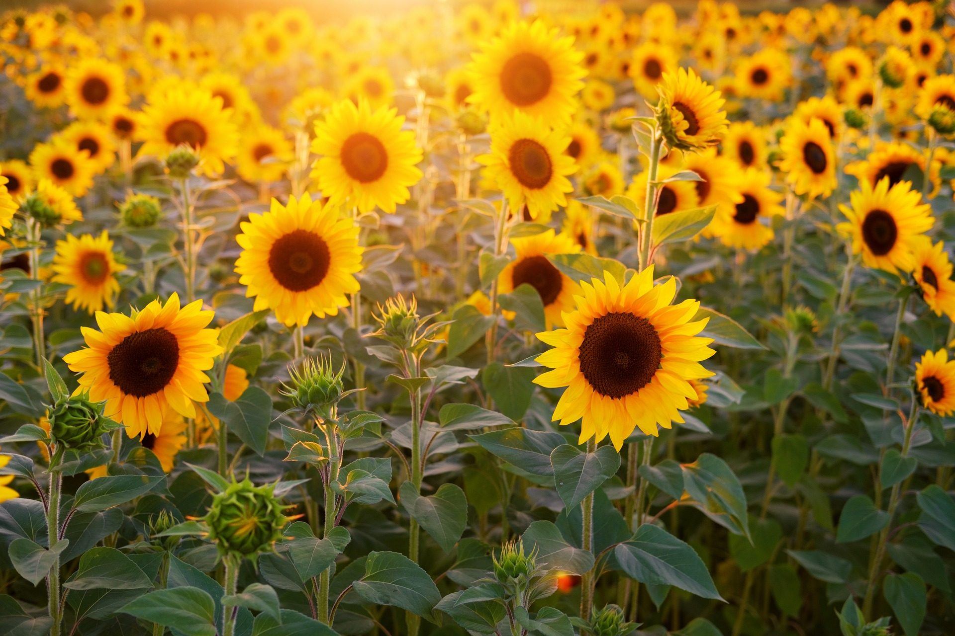 Sunflowers in a field