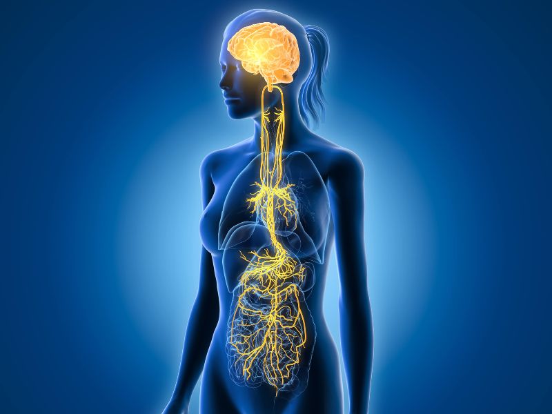 Into Balance Therapies of Ormskirk offers Vagus Nerve Therapy - Image of outline of woman in blue showing brain and vagus nerve system in yellow